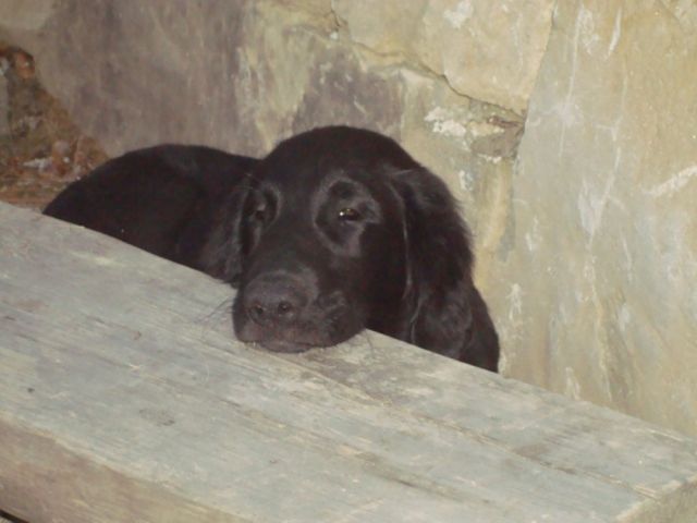 unavený