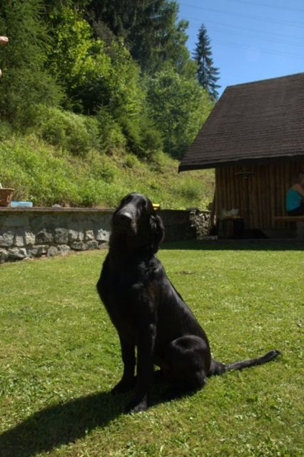 hrdý junior Scotty